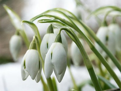 Snödroppar